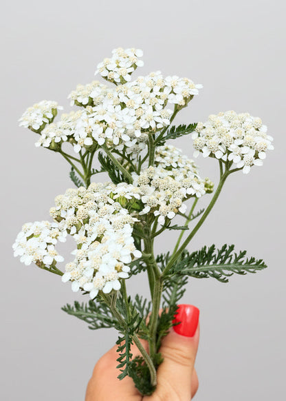 Blossom Retinol Moisturizer